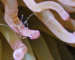 Anemone Shrimp hanging out in Bonaire.
 by Lee Marple 